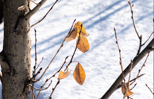 Нийслэлд 9 хэм дулаан байна